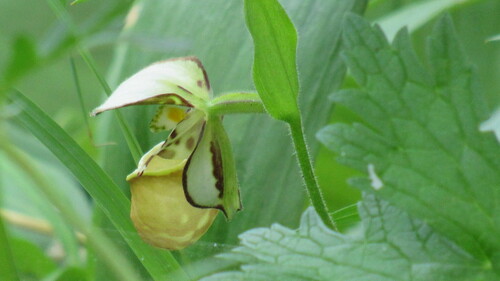 Image of Cypripedium yatabeanum by no rights reserved