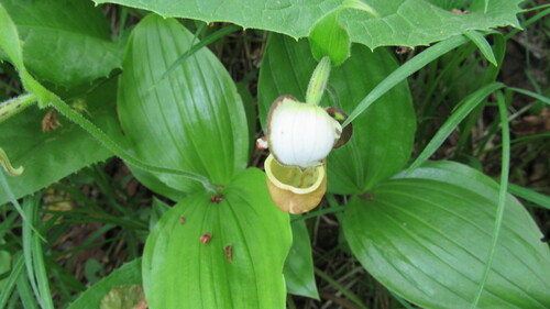 Image of Cypripedium yatabeanum by no rights reserved