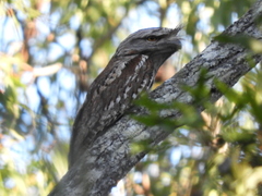 Podargus strigoides strigoides