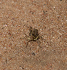 Monistria discrepans