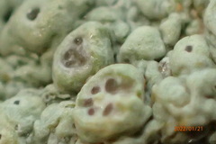 Pertusaria ostiolata