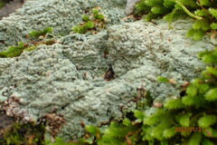 Pertusaria ostiolata