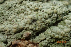 Pertusaria ostiolata
