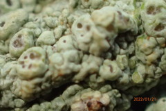 Pertusaria ostiolata