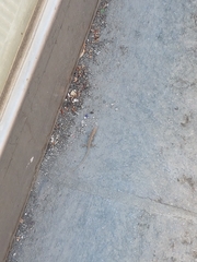 Podarcis muralis