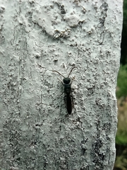 Sapygina