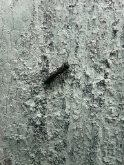 Sapygina