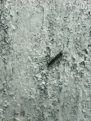 Sapygina