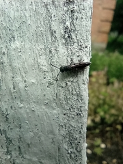 Sapygina