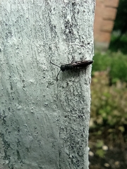 Sapygina