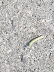 Lepidoptera