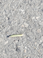 Lepidoptera