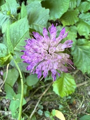 Knautia drymeia