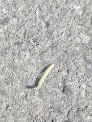 Lepidoptera