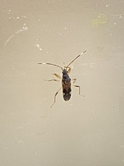 Ozophora burmeisteri