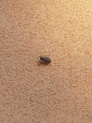 Menemerus semilimbatus
