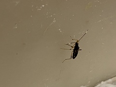 Ozophora burmeisteri
