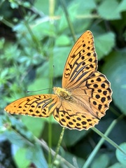 Argynnis paphia