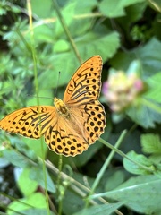 Argynnis paphia