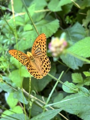 Argynnis paphia