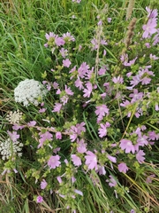 Malva moschata