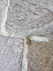 Cicada orni