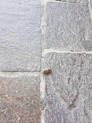 Cicada orni