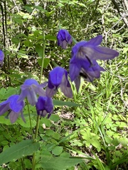 Campanula trachelium