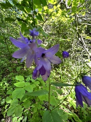 Campanula trachelium
