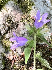 Campanula trachelium