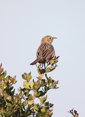 Cisticola lais