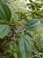 Viburnum propinquum