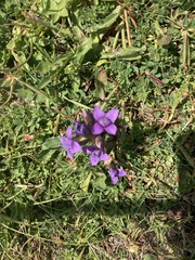 Gentianella campestris
