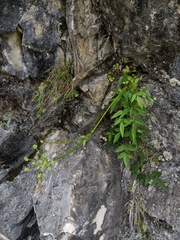 Angelica tarokoensis