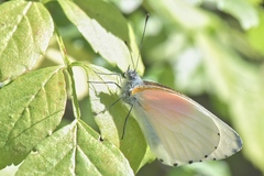 Mylothris rueppellii