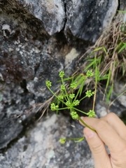 Angelica tarokoensis