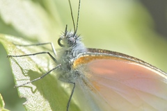 Mylothris rueppellii