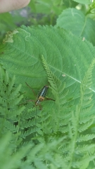 Barbitistes constrictus