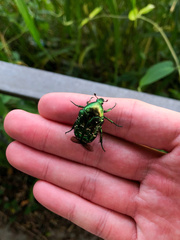 Protaetia orientalis orientalis
