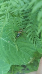 Barbitistes constrictus