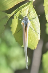 Mylothris rueppellii