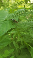 Barbitistes constrictus