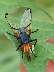 Ceroxys munda
