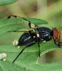 Ceroxys munda