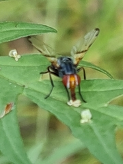 Ceroxys munda