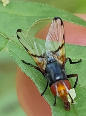 Ceroxys munda