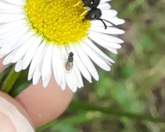 Diptera