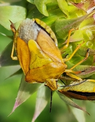 Carpocoris fuscispinus