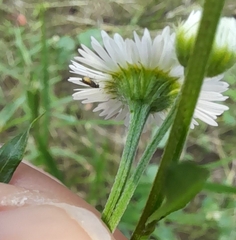 Diptera