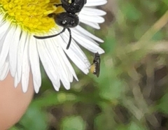 Diptera